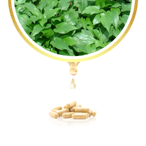 KELADIKAPS Kapsul Keladi Tikus Herbal Ori Asli Tazakka Original Bpom Isi 60 Ekstrak Jamu Herbal Tradisional Pil Obat Kanker Tumor Penghilang Benjolan Tanpa Operasi
