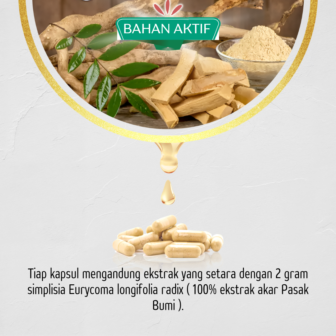 Kandungan Bahan Kapsul Pasak Bumi Original Bpom Tazakka Isi 60 Ekstrak Herbal Tongkal Ali Tongli Obat Pria Dewasa Tahan Lama