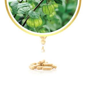 Kapsul Daun Buah Ciplukan Ceplukan Tazakka Original Halal BPOM Isi 60 Extract Capsule Obat Diabetes Kering Paling Ampuh Suplemen Herbal Cemplukan