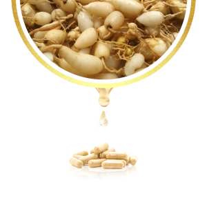 Kapsul Temu Putih Original Bpom Tazakka Isi 60 Ekstrak Obat Herbal Kista Miom Ovarium Endometriosis Tanpa Operasi Curcuma Zedoaria Temuputih 9