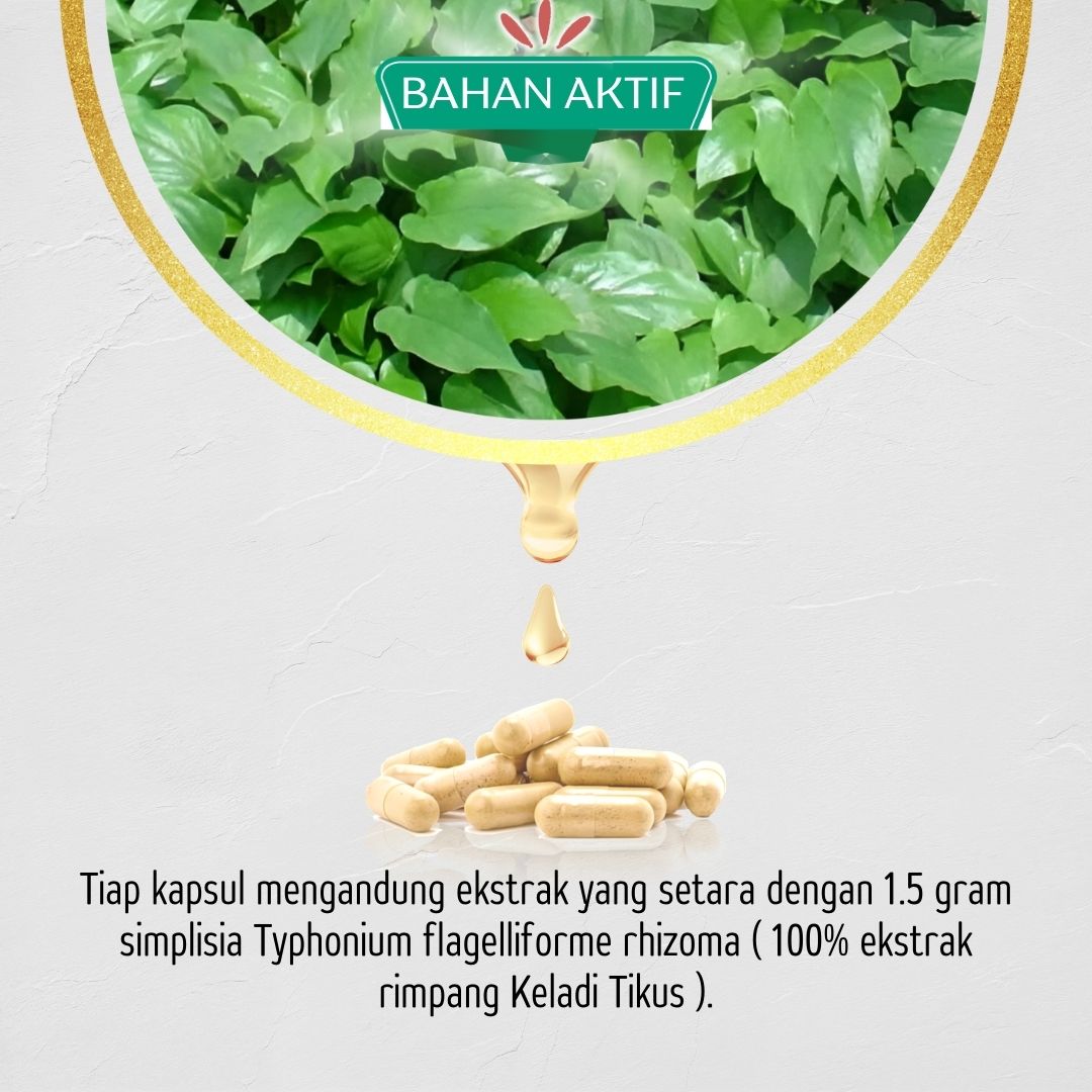 Komposisi Bahan KELADIKAPS Kapsul Keladi Tikus Herbal Ori Asli Tazakka Isi 60 Ekstrak Jamu Herbal Tradisional Obat Kanker Penghilang Benjolan Lipoma Tanpa Operasi