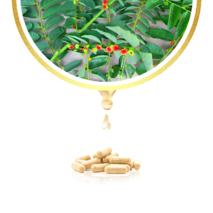 Ekstrak Daun Katuk Tazakka 60 Kapsul Original Halal BPOM Obat Pelancar Asi Booster Menyusui Herbal Suplemen Kesehatan Antioksidan Vitamin Daya Tahan Tubuh Dewasa Busui Frendly 7