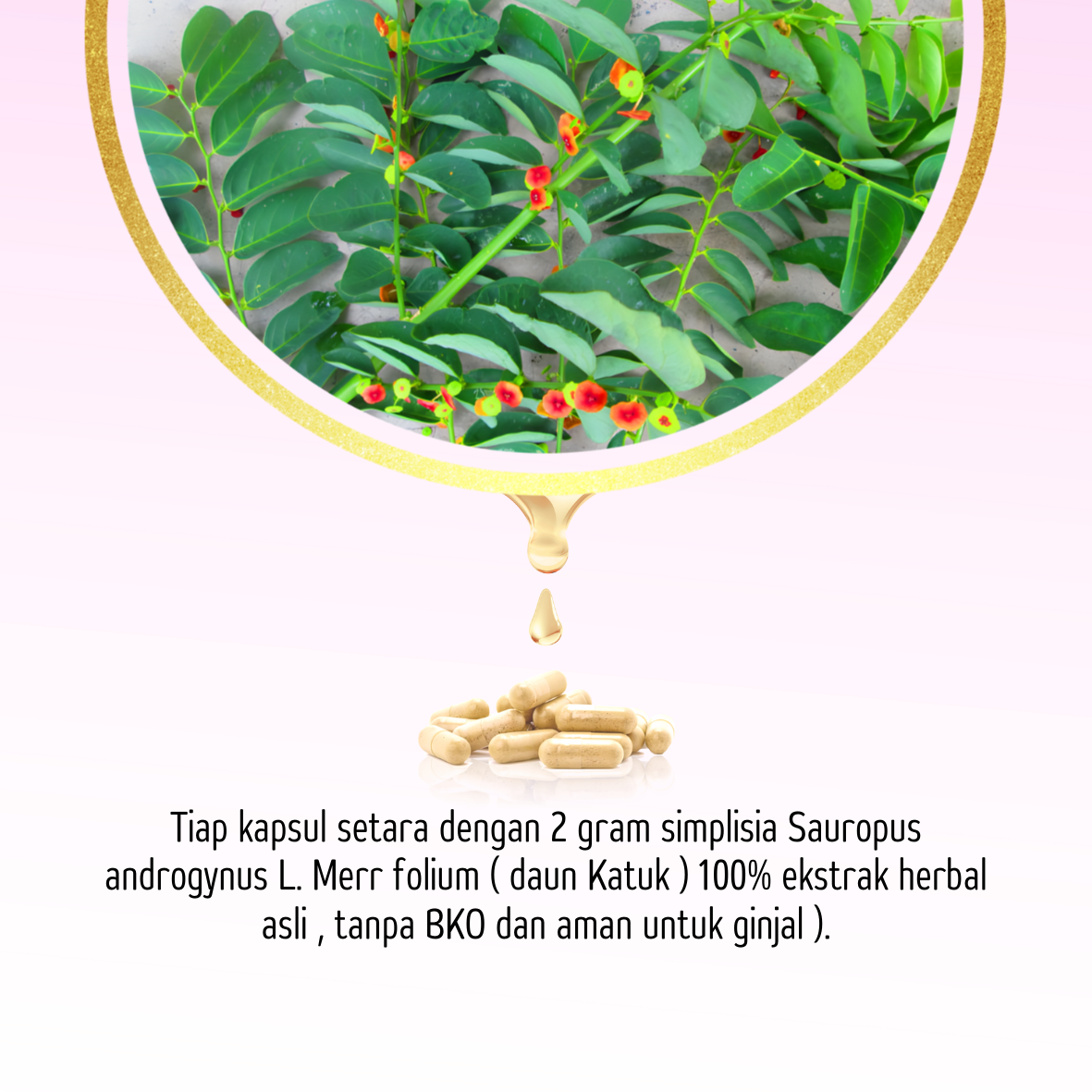 Komposisi Ekstrak Daun Katuk Tazakka 60 Kapsul Original Halal BPOM Obat Pelancar Asi Booster Menyusui Herbal Suplemen Kesehatan Antioksidan Vitamin Daya Tahan Tubuh Dewasa Busui Frendly